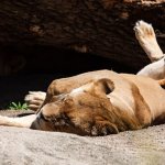 Eine Löwin wälzt sich auf der Erde, dahinter ein Felsen